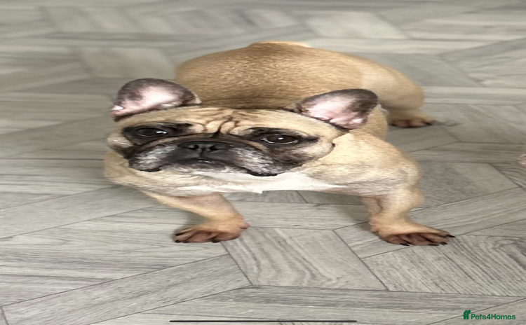 French Bulldog dogs - Advert 1