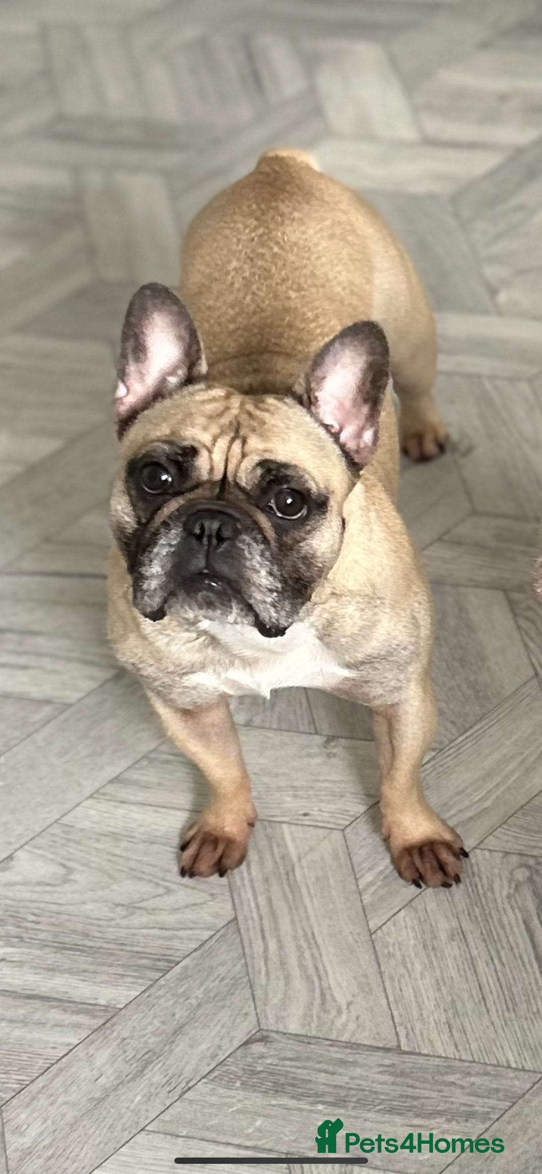 French Bulldog dogs for sale: Rocco - Image 1