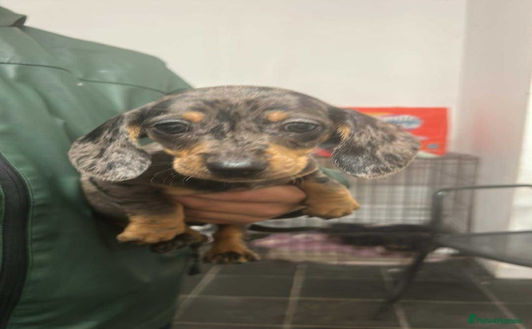 Dachshund dogs - Advert 2