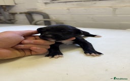 Mixed Breed dogs for sale: Sprocker x lurcher puppies  - Image 2