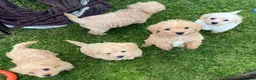 Westiepoo dogs for sale: Toy WESTIE-POO Puppies (West Highland x Toy Poodle - Advert 5