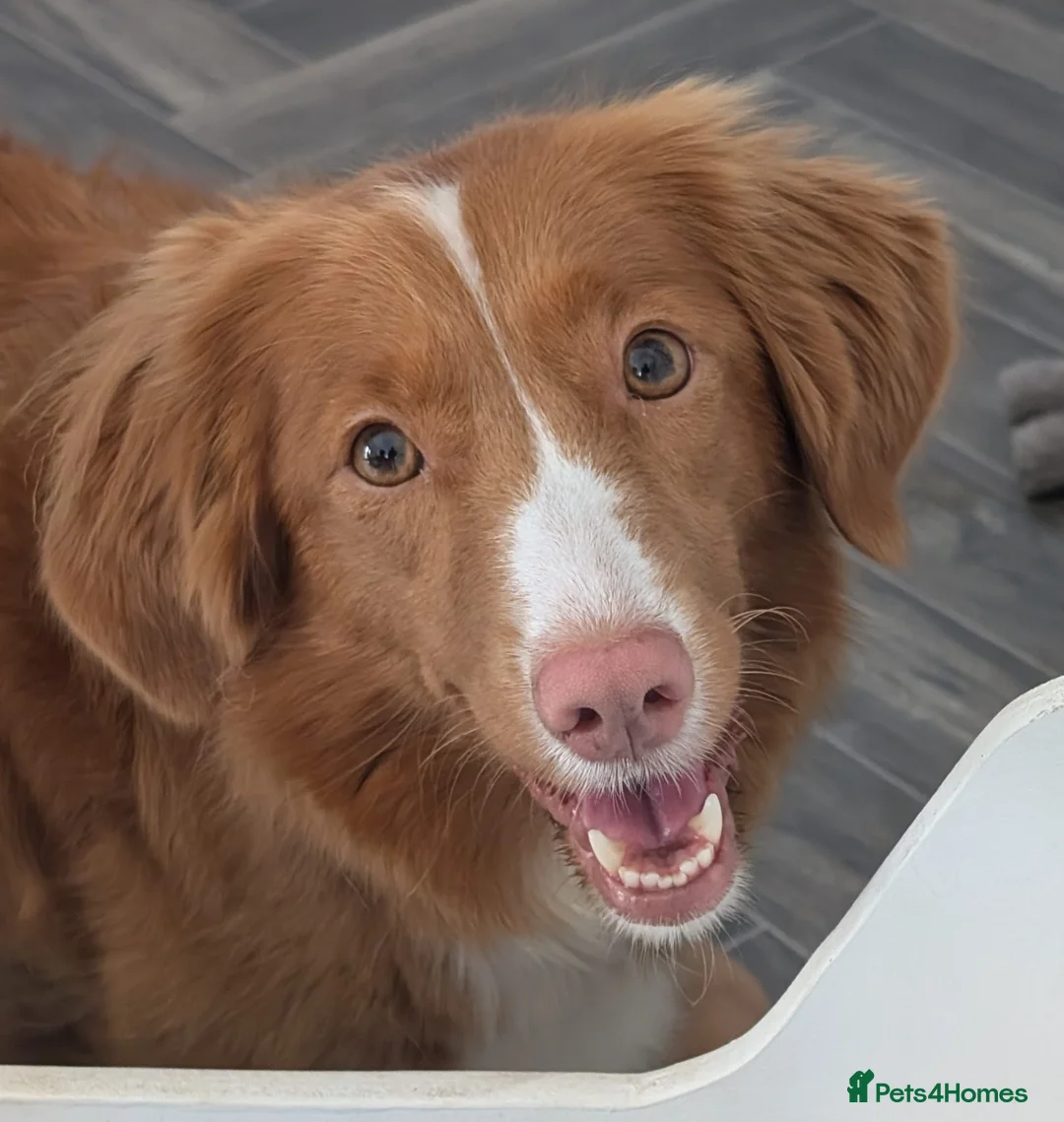 Nova Scotia Duck Tolling Retriever dogs for sale: Male NSDTR puppy in Choppington - Advert 2