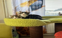 Mixed Breed cats for sale: READY NOW, 3 BEAUTIFUL TABBY BOYS (with Bengal)  - Image 15