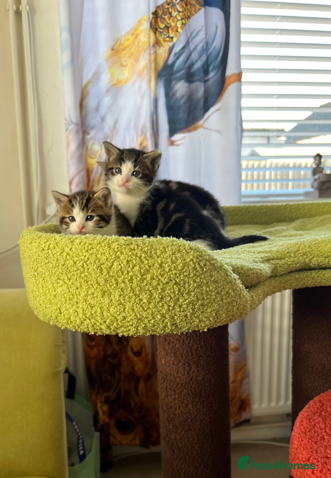 Mixed Breed cats for sale: READY NOW, 3 BEAUTIFUL TABBY BOYS (with Bengal)  - Image 15