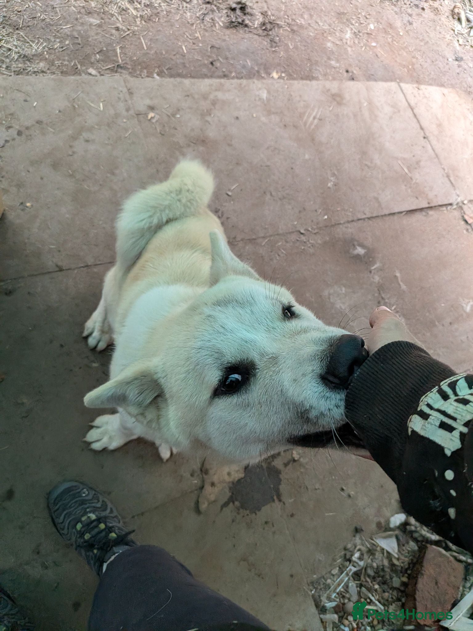 Akita dogs Akita for sale asap - Advert 1