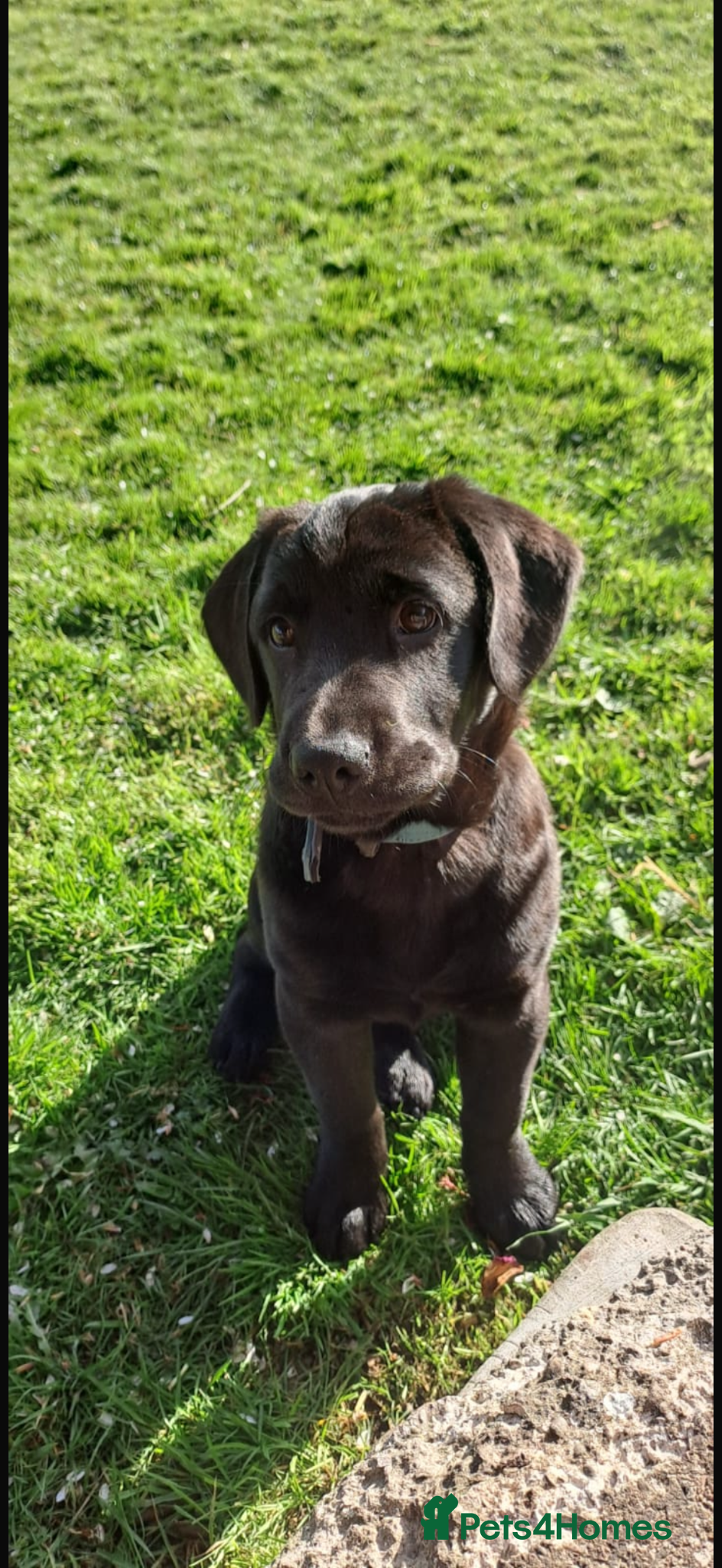 Mixed Breed dogs Cocker Spaniel cross Chow Chow puppies - Advert 4