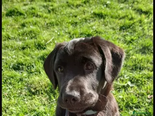 Mixed Breed dogs Cocker Spaniel cross Chow Chow puppies - Advert 4