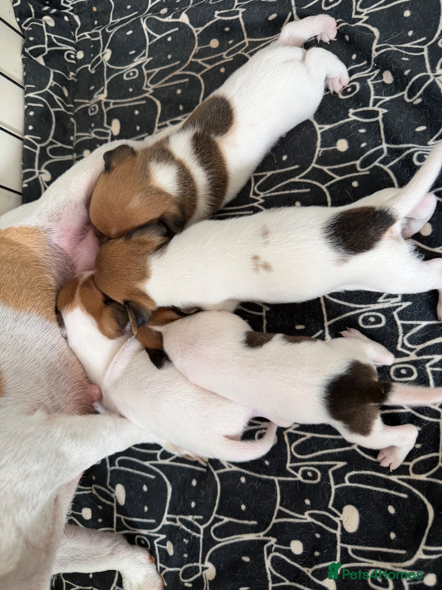 Jack Russell dogs Jack Russell - Advert 5