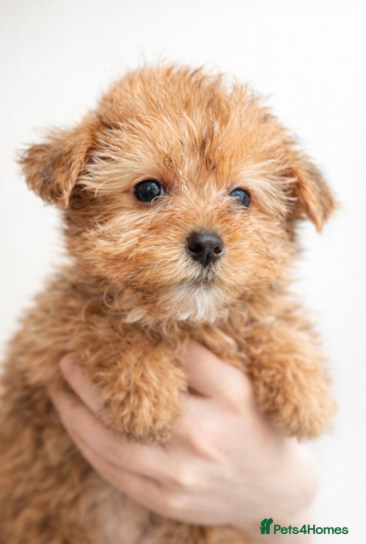 Yorkshire Terrier dogs £650 2 Yorkie girls ready for forever homes  - Advert 11