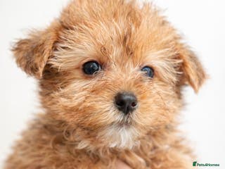 Yorkshire Terrier dogs £650 2 Yorkie girls ready for forever homes - Advert 11