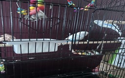 Budgerigars birds for sale: Untamed bonded budgie pair - Image 3
