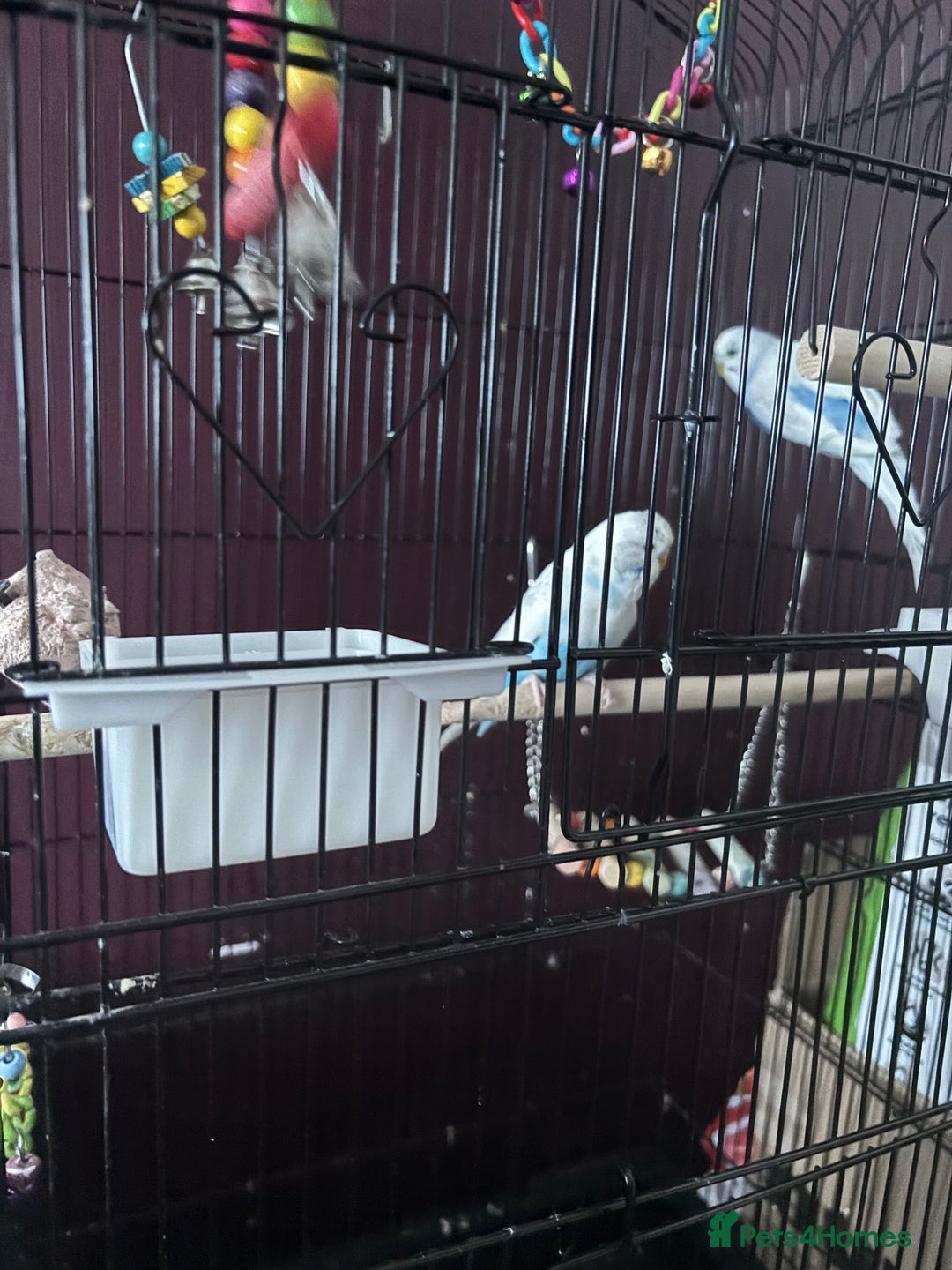 Budgerigars birds for sale: Untamed bonded budgie pair - Image 3
