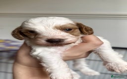 Cockapoo dogs for sale: 3 remaining Cockapoos looking for homes - Advert 5