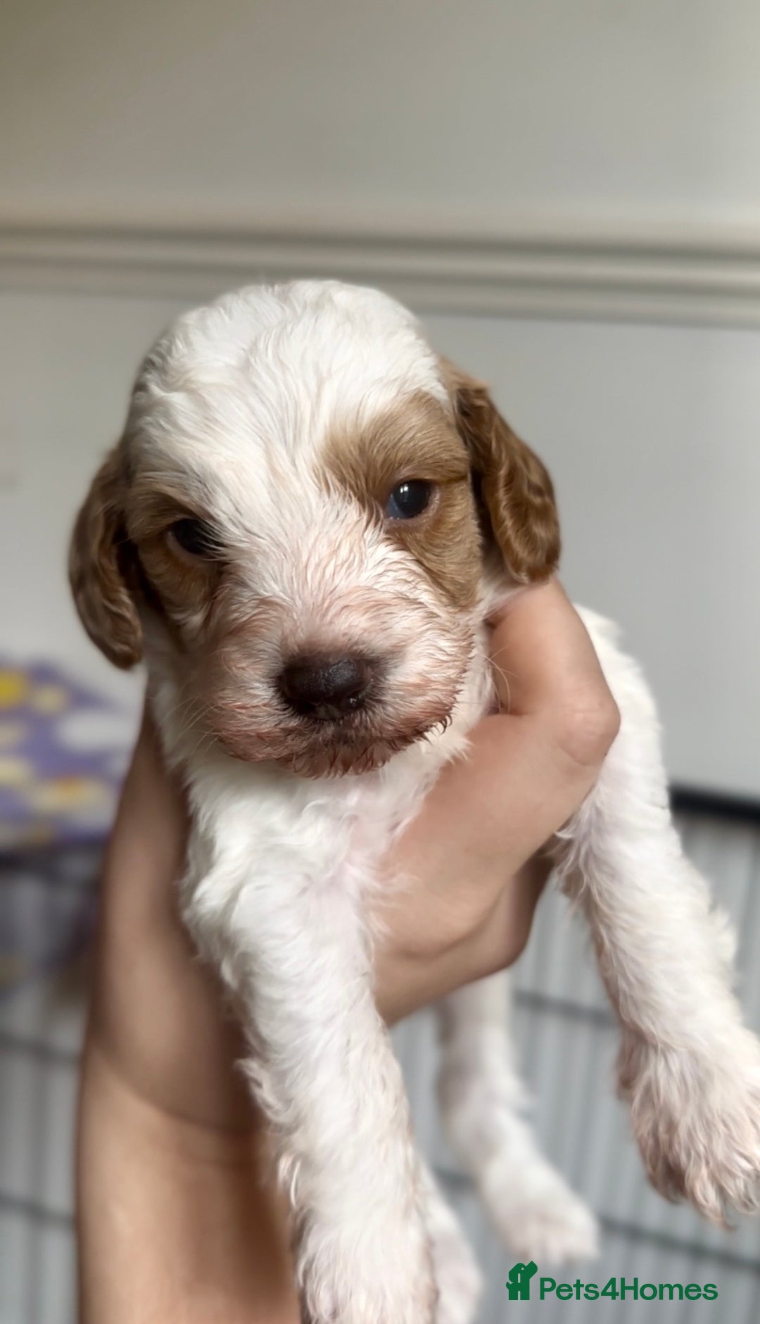 Cockapoo dogs for sale: 3 remaining Cockapoos looking for homes - Advert 5