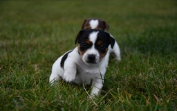 Jack Russell dogs for sale: Jack Russel puppies for sale  - Image 29