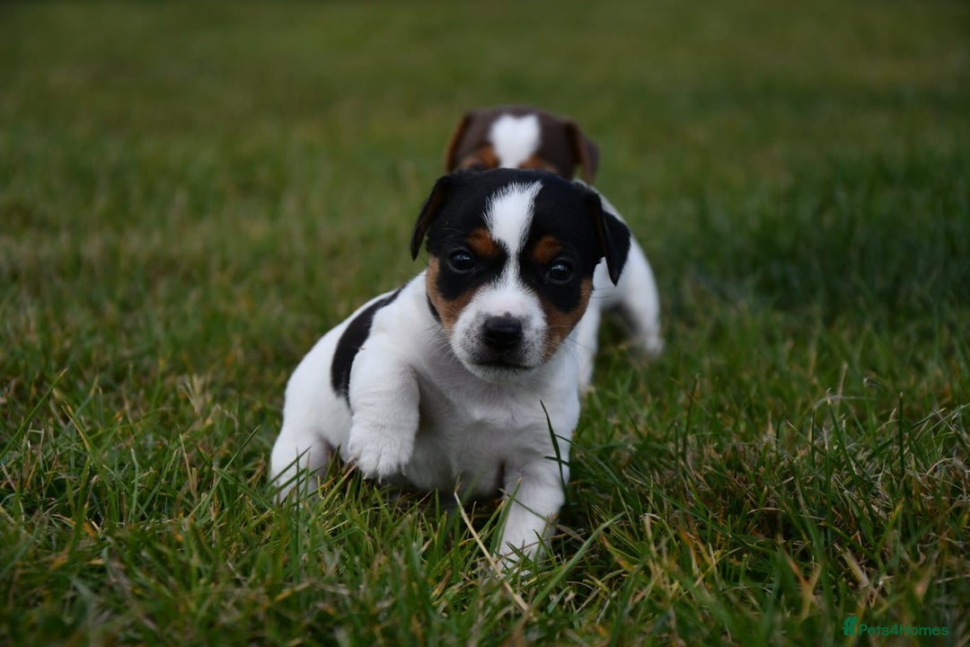 Jack Russell dogs for sale: Jack Russel puppies for sale  - Image 29