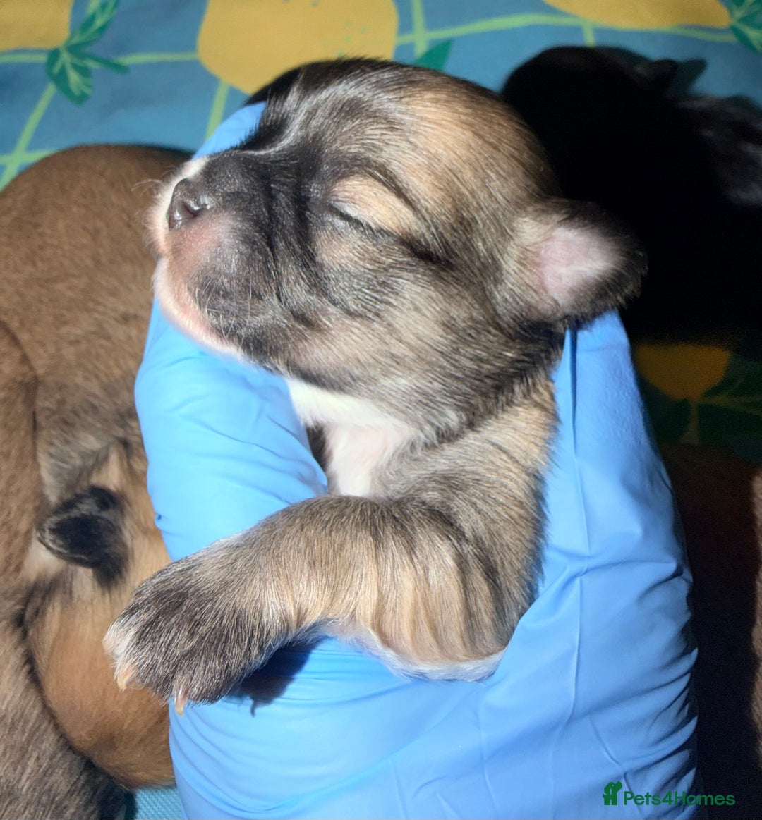 Mixed Breed dogs for sale: Malchi babies  - Advert 11