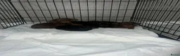 Dachshund dogs for sale: Beautiful dachshund puppies  - Advert 8