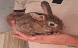 English Spot rabbits for sale: English spot x dwarf  - Image 10