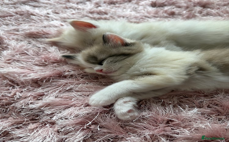 Ragdoll cats - Advert 14