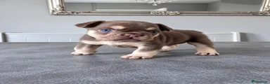 French Bulldog 3