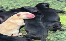 Labrador Retriever dogs for sale: STUNNING HEALTH TESTED WORKING LINE LABS FOR SALE - Image 4