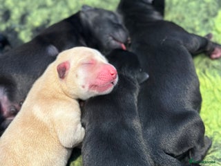 Labrador Retriever dogs - Advert 19