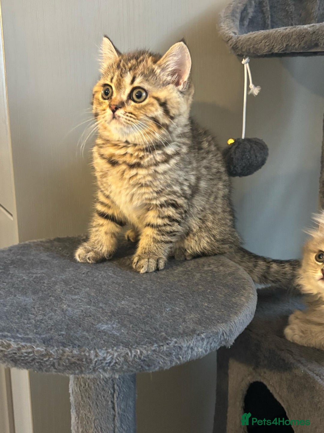 Brazilian Shorthair cats for sale: British short hair stunning 😍  - Image 9