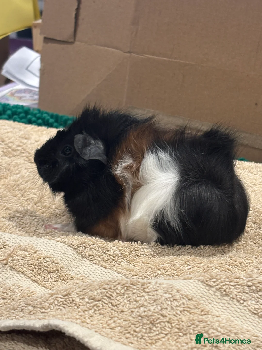 Guinea Pig rodents for sale: Male Baby Guinea Pig Brothers For Sale - Advert 1