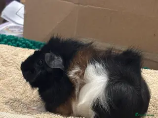 Guinea Pig rodents Male Baby Guinea Pig Brothers For Sale - Advert 1