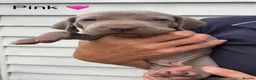 Weimaraner dogs for sale: KC reg Weimaraner Puppies  - Advert 6