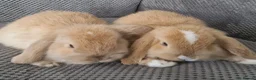 Mini Lop rabbits for sale: Beautiful mini lops baby's  - Advert 3