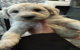 Poochon dogs for sale: Poochons💥 2 Beauties READY TO LEAVE NOW 💥  - Image 25