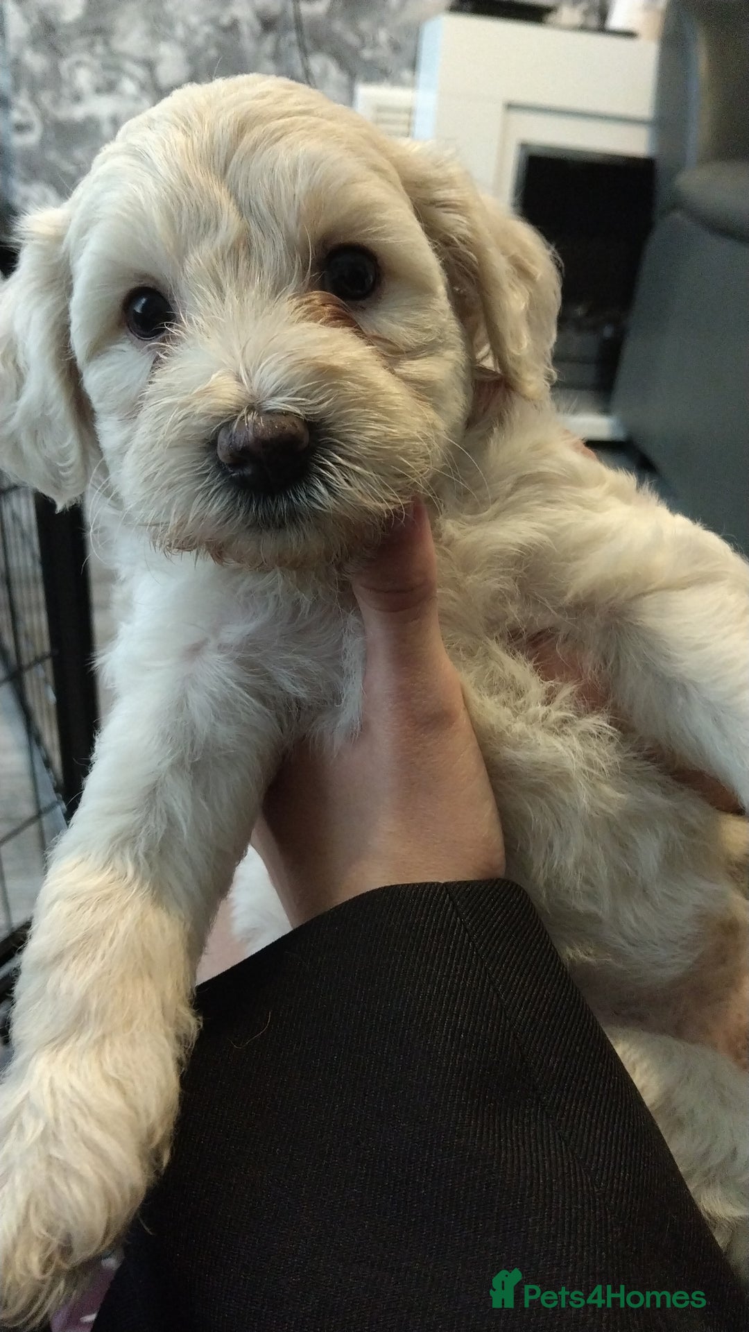 Poochon dogs for sale: Poochons💥 2 Beauties READY TO LEAVE NOW 💥  - Image 25