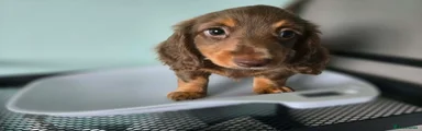 Chocolate female 