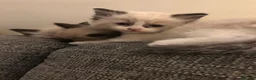 Ragdoll cats for sale: Beautiful ragdoll kitties  - Advert 7