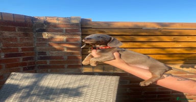 Dachshund dogs - Advert 1