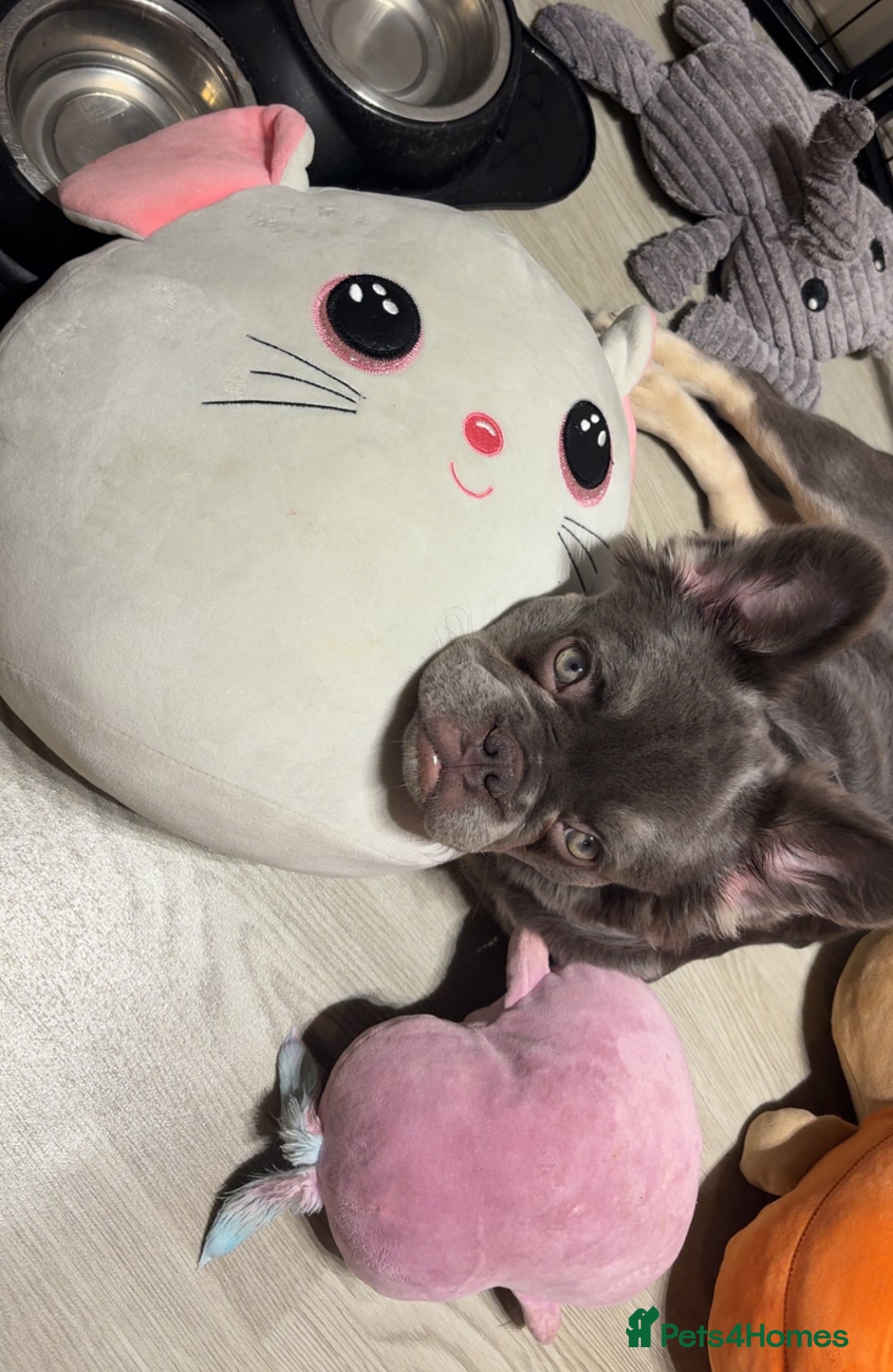 French Bulldog dogs for sale: Blue fluffy frenchie  - Advert 3
