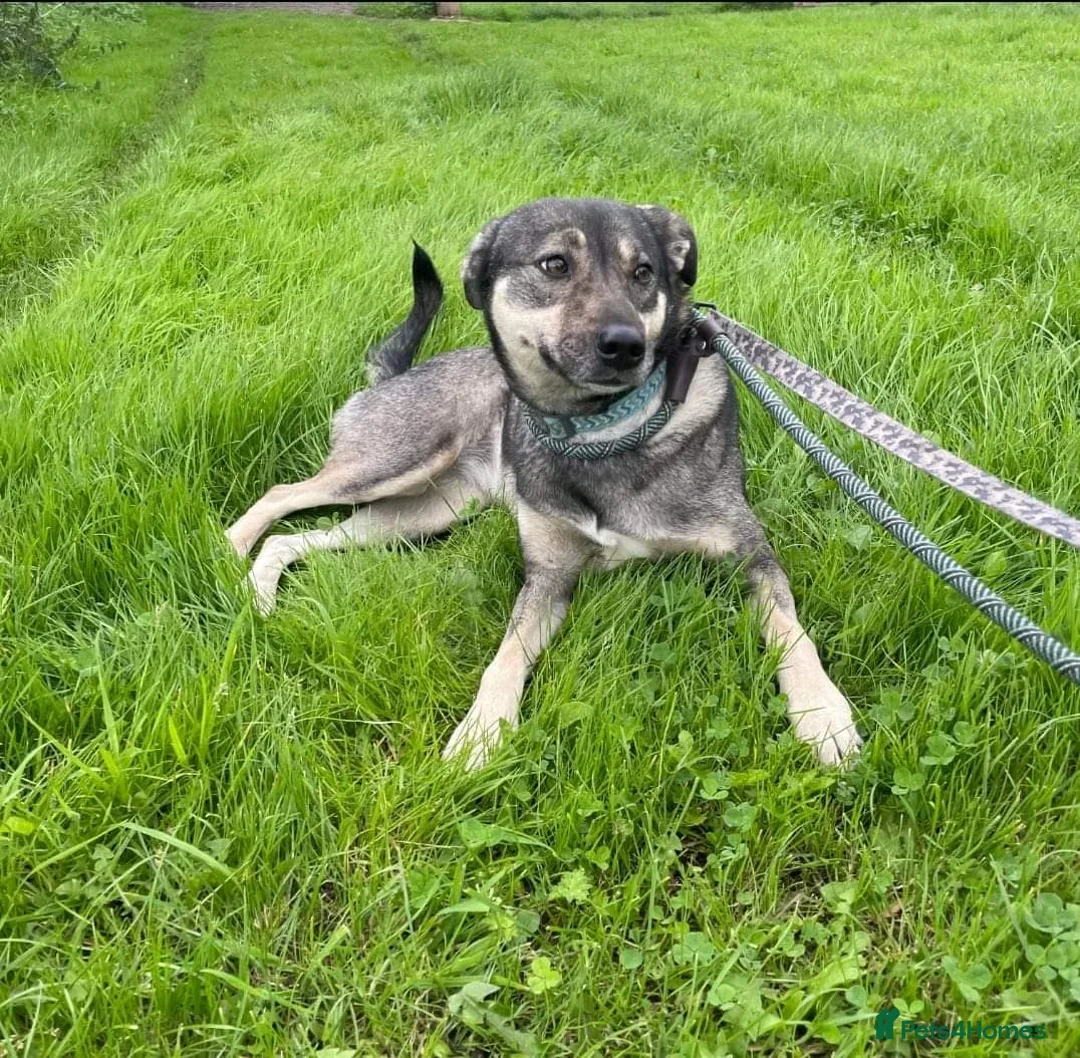 Mixed Breed dogs for adoption: Meet Joy, currently residing in Cheshire  in Nantwich - Advert 13