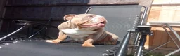 English Bulldog dogs for sale: Mini lilac English Bulldog in Liverpool - Advert 3