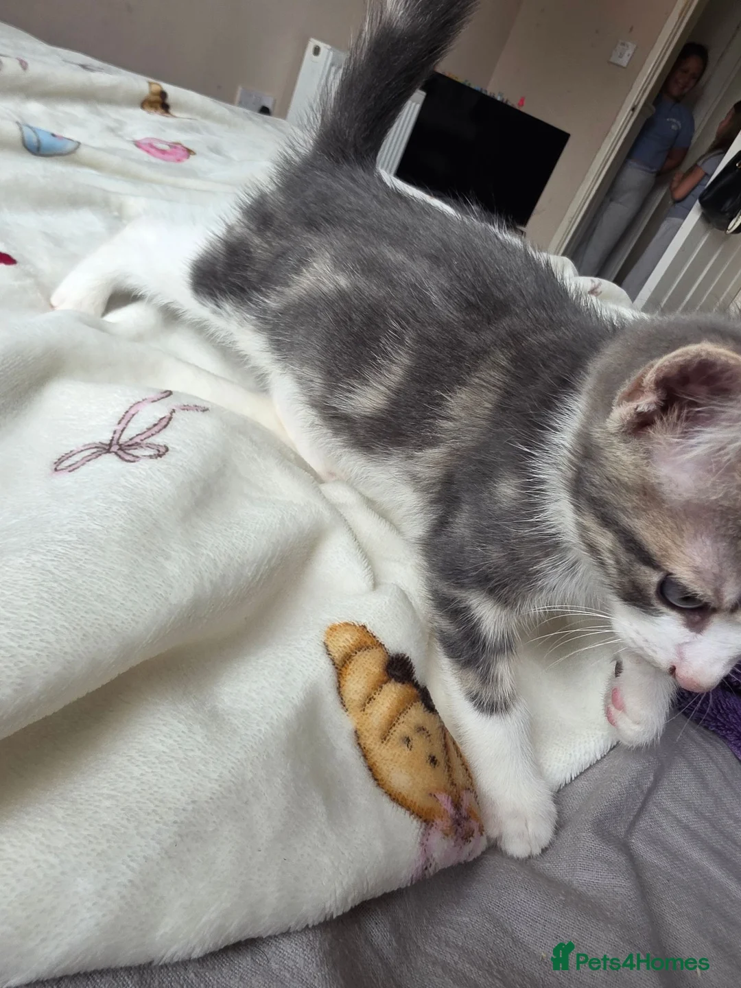 Mixed Breed cats for sale: Cat boy - Advert 6