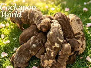 Cockapoo dogs DNA CLEAR, Merle Cockapoos, Ready 6th Novemeber - Advert 3