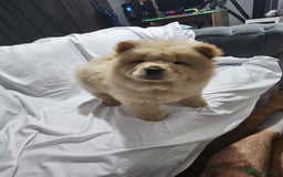 Chow Chow dogs for sale: chow chow puppy - Image 5