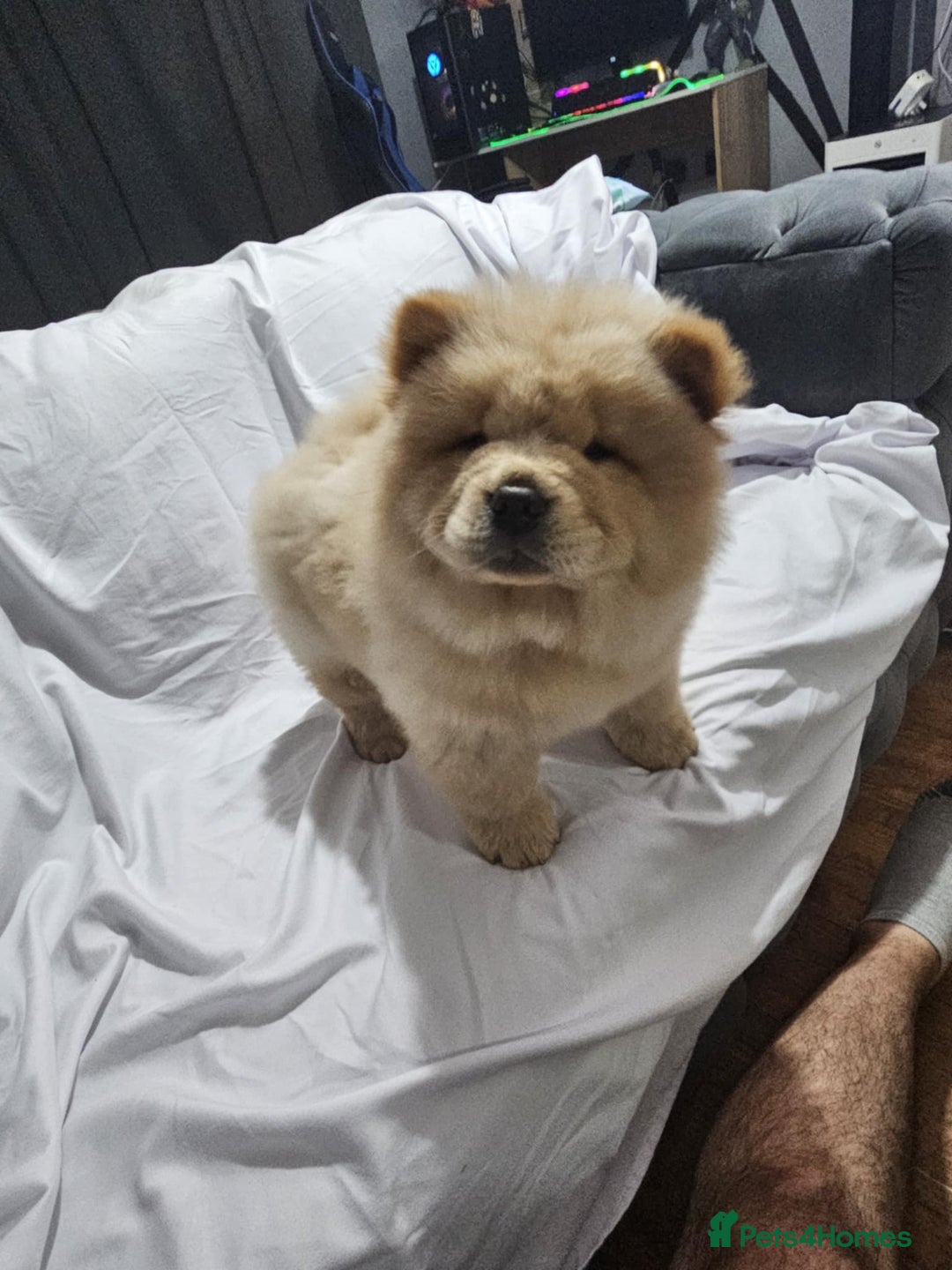 Chow Chow dogs for sale: chow chow puppy - Image 5