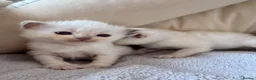 Ragdoll cats for sale: Champion bloodline Ragdoll kittens  in Mansfield - Advert 26