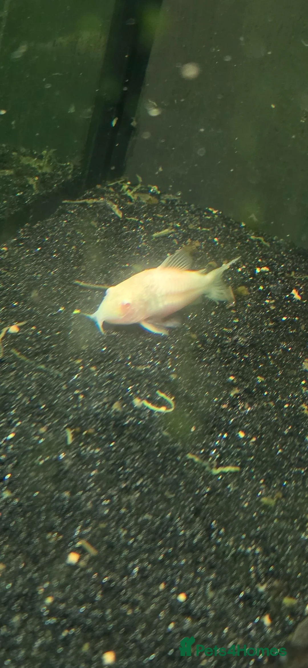 Plecos fish for sale: Variety Of Fish - Advert 6