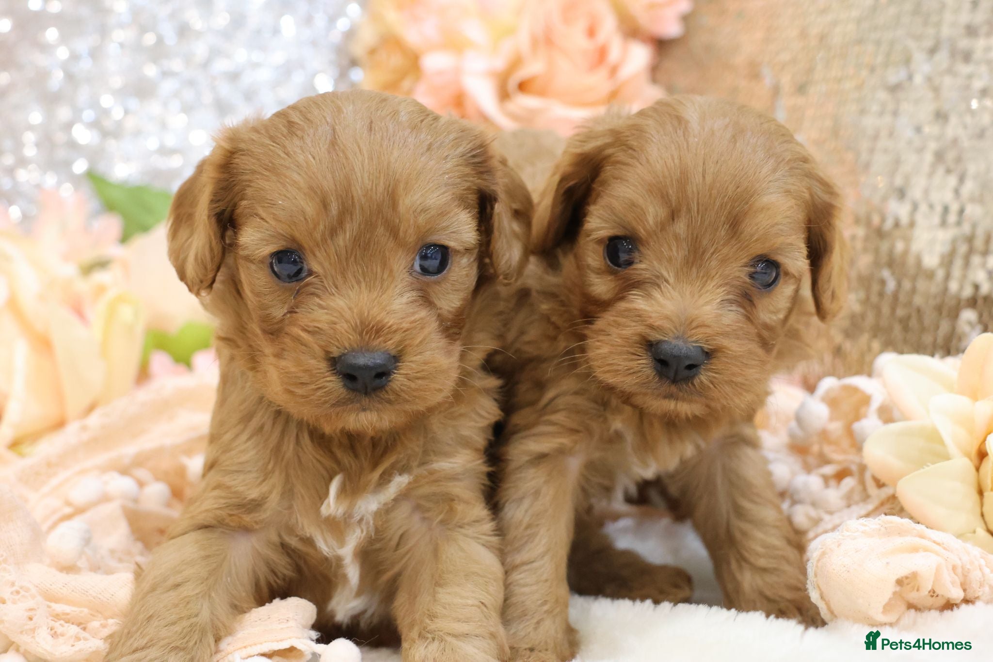 Cavapoo dogs *HEALTH TESTED* CAVAPOOS - Advert 1