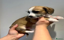 Mixed Breed dogs for sale: Cavapoo x Italian greyhound puppies  - Image 17