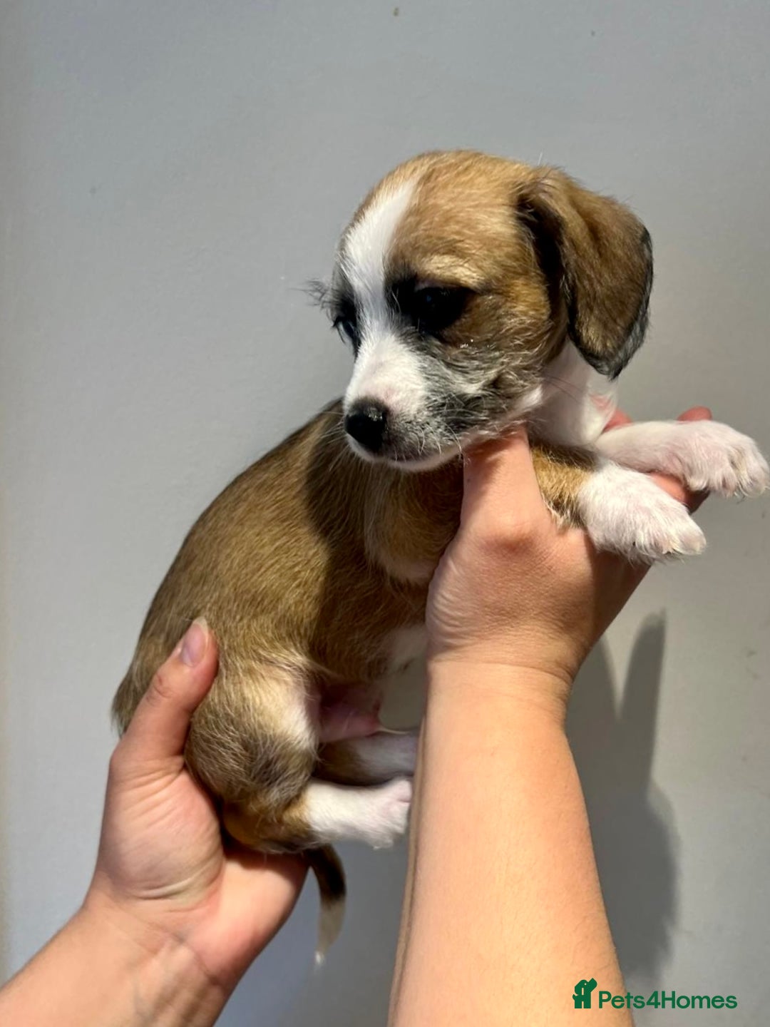 Mixed Breed dogs for sale: Cavapoo x Italian greyhound puppies  - Image 17