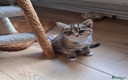 Mixed Breed cats for sale: Four fluffy stress reducers looking for new homes - Image 1
